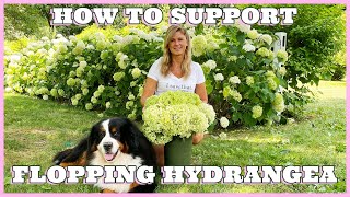 Hydrangea Care Tip  How to Support Flopping Hydrangeas  Kelly Lehman [upl. by Camp]