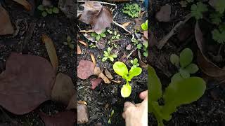 Transplanting Romaine Lettuce 🥬 garden vlog growyourownfood starwarsmusic [upl. by Hcone112]