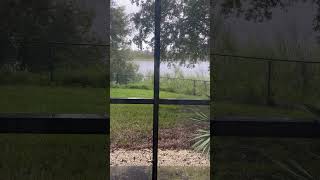 🐊What Osceola county looks like right now hurricaneflorida hurricanemilton2024 1059 am Wed [upl. by Nealey]