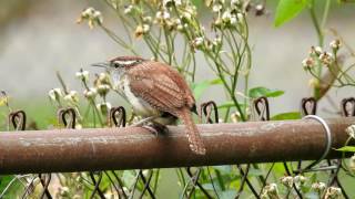 Bewicks Wren Call [upl. by Packston105]