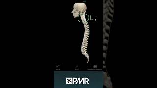 〰️ CURVATURAS de la COLUMNA columnavertebral cifosis lordosis hipercifosis hiperlordosis [upl. by Latsyrd]