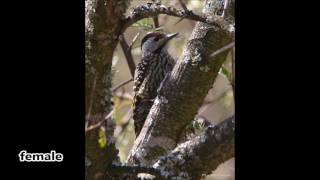 Cardinal Woodpecker call [upl. by Vivianne]