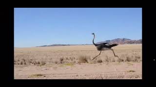 An ostrich running [upl. by Atikir]