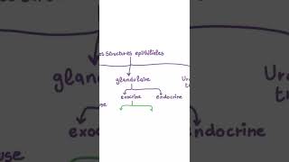 classification des tumeurs épithéliales histology oncology cancer pathology [upl. by Greeley]