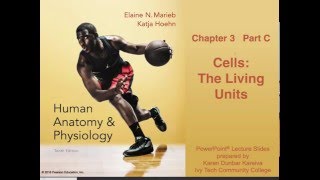 Anatomy amp Physiology Chapter 3 Part C Lecture [upl. by Aisile]