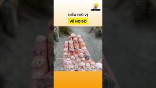 Điều thú vị về họ sò [upl. by Mandle]