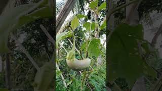 Towering Eggplant Ideas In Our Backyard shortsfeed backyard [upl. by Sivrep]