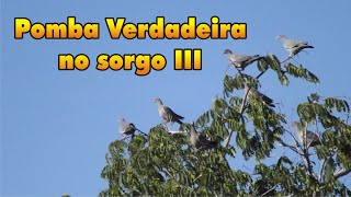 Pomba Verdadeira no sorgo III [upl. by Fortier]