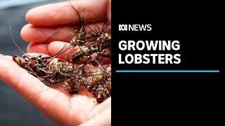 How to grow lobsters on land The pioneers trying to develop an onshore industry  ABC News [upl. by Trescha587]