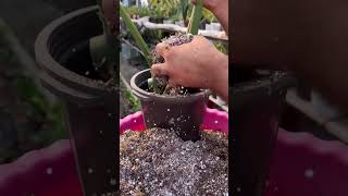 How to Propagate Monstera Adansonii ASMR 🌳houseplants asmr asmrvideo shorts plantlovers [upl. by Ahsienod]