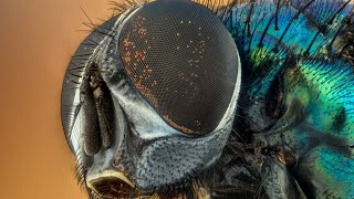 How Do Flies See the World [upl. by Minni]