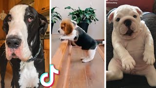 Ultimate Funny Dogs Compilation 🐕 Most Viral DOGS on the internet 🥰 [upl. by Ailhat163]