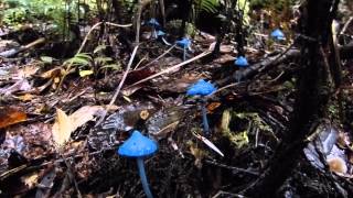 BLUE MUSHROOMS Entoloma hochstetteri  New Zealand Special [upl. by Eendyc]