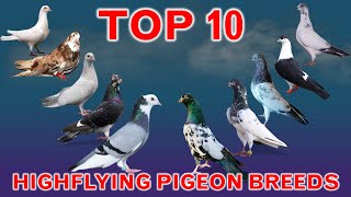 Top 10 Best Highflying Pigeon Breeds in the World [upl. by Joellen]