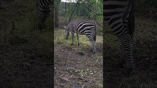 ZEBRA  PUNDAMILIA   Short video 4KUHD Birds Photography  Wildlife Animals [upl. by Nujra732]