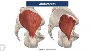 Biomecánica de la cadera [upl. by Walls760]