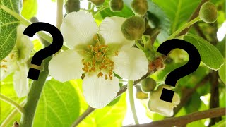 The Difference between Male and Female Kiwi flowers [upl. by Nylloh]