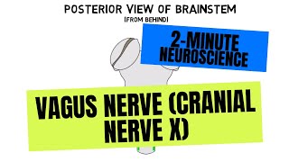 2Minute Neuroscience Vagus Nerve Cranial Nerve X [upl. by Garbers747]