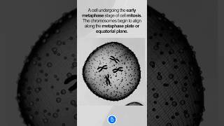 Early Metaphase of Mitosis [upl. by Barney]