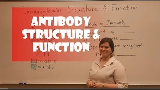 Antibody Structure amp Function [upl. by Mavis976]