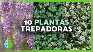 10 PLANTAS TREPADORAS para EXTERIOR 🌿🌸  Para Pérgolas Muros y Paredes [upl. by Taddeusz]