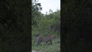 Hanyile Male Sighting at Lion Sands [upl. by Smart]