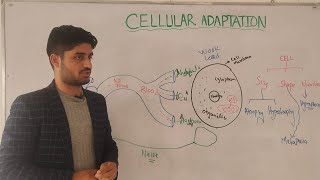 Cellular adaptation part 1  introduction  pathology  by Dr aqib [upl. by Cressida922]