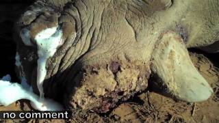 Another Slow Death For A Horn Brutal Rhino Poaching In SA [upl. by Nylehtak131]