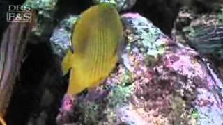 Golden Semilarvatus Butterflyfish Chaetodon semilarvatus  LiveAquariacom [upl. by Mandych]