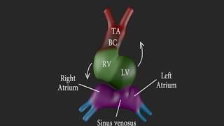 Development of the Heart 3D [upl. by Richma335]