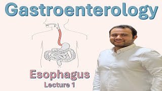 Esophagus 1  Histology and Anatomy   Dr Khalid Essam [upl. by Nachison]