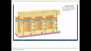 Chapter 15 section 1 Cell Junctions amp Adherens Junctions [upl. by Graubert]