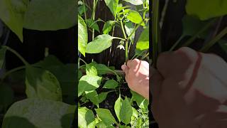 Its Literally This Easy to Hand Pollinate Tomatoes Peppers amp Eggplants  DHBG [upl. by Neveda]