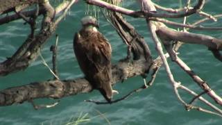 Eastern Osprey Pandion cristatus  Fischadler 1 [upl. by Olethea]