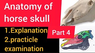 lecture 4 anatomy of horse skull  horse skull anatomy  horse dvm vet uvas cvas youtube [upl. by Sadler737]