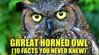 Great Horned Owl 🦉 10 FACTS You NEVER KNEW [upl. by Shanta353]