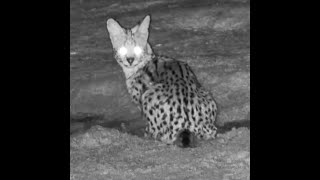 Beautiful Serval at Mabula Gnu quotfeatquot African Spoonbill [upl. by Astor]