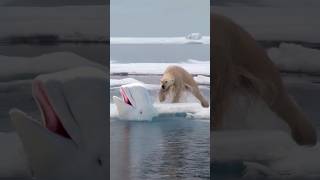 Polar Bear hunts Beluga Whale [upl. by Stickney]