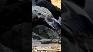 SHOCKING Great Blue Heron Devours HUGE Fish While Still Alive shorts birds nature [upl. by Tur]