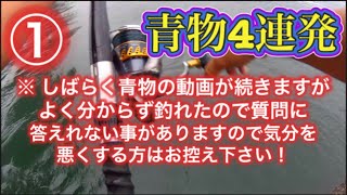 【浜名湖 遠州灘】青物 回遊魚 連発 2024 釣り 泳がせ アジ いきなりデカい たまった青物動画① [upl. by Yerac]