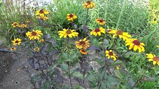 Heliopsis helianthoides var scabra Bleeding Hearts [upl. by Ayvid]