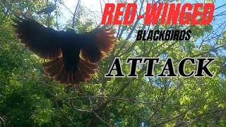 Redwinged blackbirds attack [upl. by Arriaet]