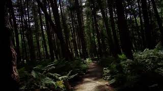 Delamere Forest Walk late Summer  early autumn [upl. by Eugine]