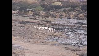 Birds rest out the stormy seas Oystercatchers purple sandpipers shorebirds [upl. by Armbrecht58]