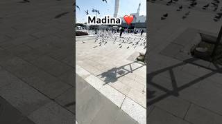 Why madina is spacial ❤️ youtube shorts shortsvideo [upl. by Hollister888]