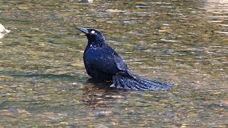 Greattailed Grackle Calling amp Bathing [upl. by Daniels536]