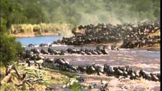 The Great Migration of the Animals in Serengeti 480P [upl. by Teak]