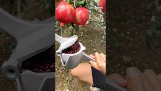 Pomegranate juice 🧃 trendingshorts fruit recommended [upl. by Kisung]