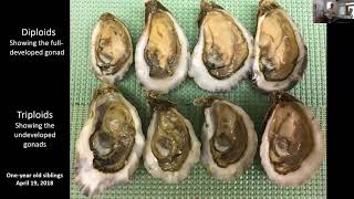 Application of Triploidy to an Emergent Oyster Culture Industry on Florida’s West Coast [upl. by Kehsihba]