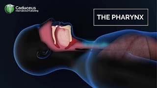 The Pharynx Anatomy and Function  Epiglottis  Larynx Examined [upl. by Terry]